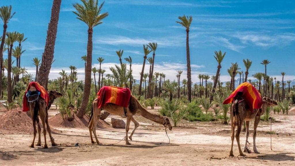 8 Days Morocco Tour from Marrakech
